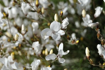 Flores silvestres blancas en primavera