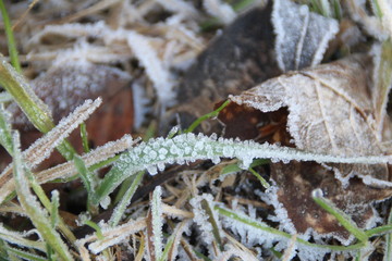 Crystal Gras