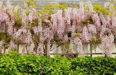 Wisteria flowers covering garden trellis in spring