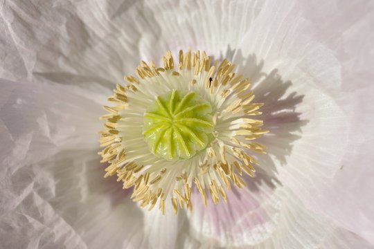 Amapola blanca, flor silvestre en primavera de Madrid