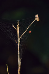 A small lady bug has been trap on the spider web in close up frame.