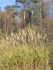 Wild Nature of Russia