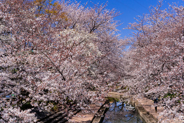 埼玉県の元荒川沿いの満開の桜並木