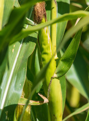 Green corn on the nature.