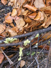 Wild Nature of Russia