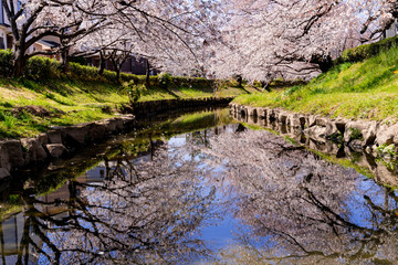 埼玉県の元荒川沿いの満開の桜並木