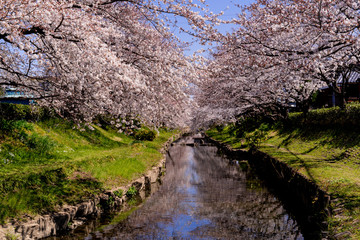 Fototapeta premium 埼玉県の元荒川沿いの満開の桜並木