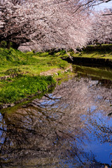 埼玉県の元荒川沿いの満開の桜並木
