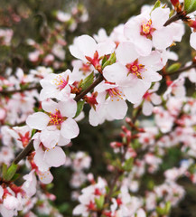 Fototapeta na wymiar Flowers on the branches of Japanese cherry