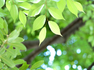 新緑のケヤキの葉