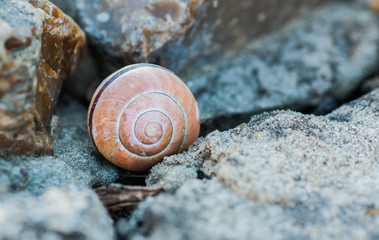 Shell on rock. © Faful