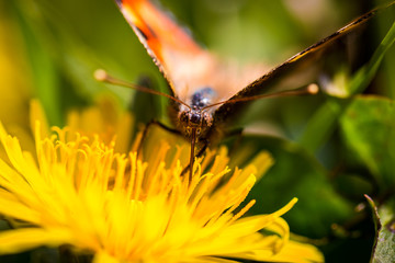 schmetterling auf löwenzahn