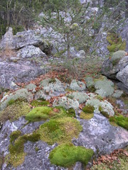 Wild Nature of Russia