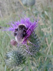 Hummel auf Distelbl&uuml;te