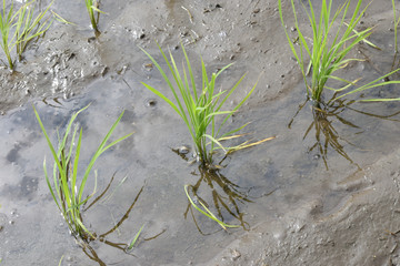 Image of Rice field after planting