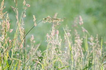 Grasses in a meadow backlit