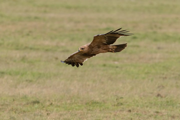Fototapeta premium Tawney eagle in flight