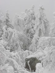 Wild Nature of Russia