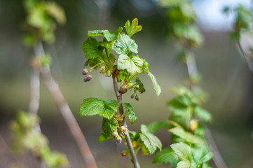 Currant blossom. Spring flowers on a natural background