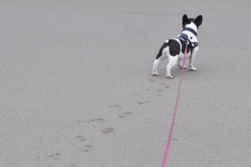 砂浜を散歩するフレンチブルドッグ
