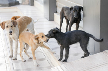 A flock of stray dogs.