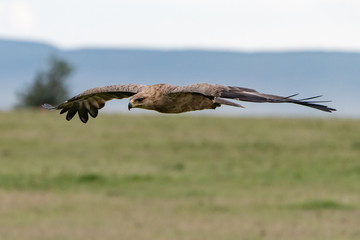 Tanwy Eagle in flight in the Masai Mara