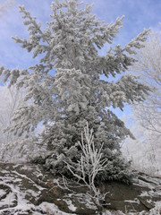 Wild Nature of Russia