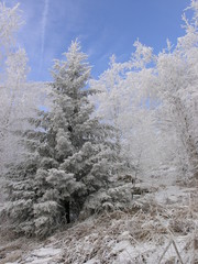 Wild Nature of Russia