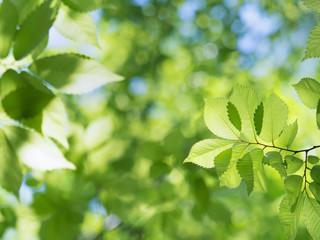 新緑のケヤキの葉