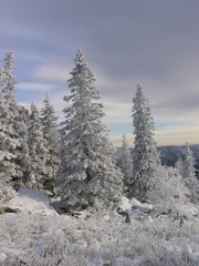 Wild Nature of Russia