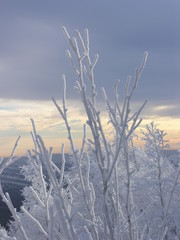 Wild Nature of Russia