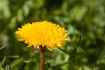 Dandelions.Spring flowers on a natural background