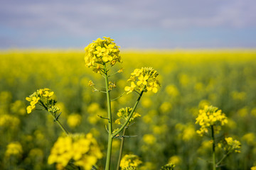 Rapeseed field on a sunny day with clear skies