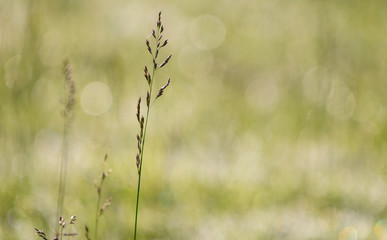 Grasses in a meadow backlit