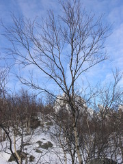 Wild Nature of Russia