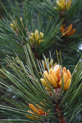 Fototapeta premium close up of a pine cone on the spring