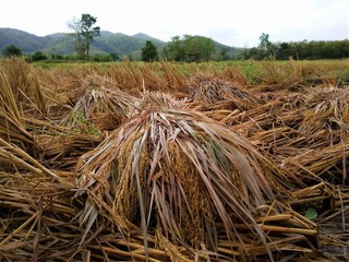 hay bales in the field