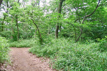 都立狭山緑地