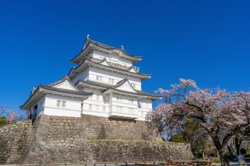 Fototapeta na wymiar 小田原城の満開の桜
