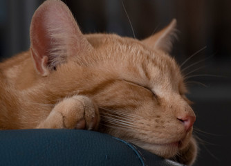Cute picture of a cat