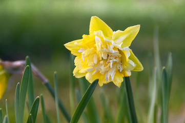 Narcissus. Spring flowers on a natural background 