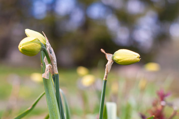 Narcissus. Spring flowers on a natural background 