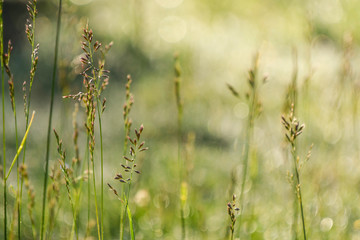 Grasses in a meadow backlit