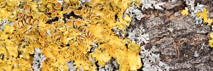 Panoramic image. Closeup dry moss and lichen on the tree trunk
