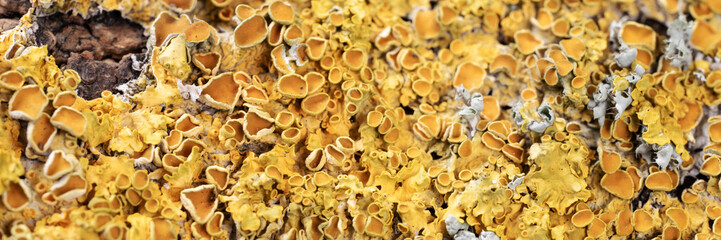 Panoramic image. Closeup dry moss and lichen on the tree trunk