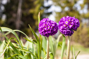 Fototapeta premium Primrose. Spring flowers on a natural background