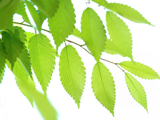 新緑のケヤキの葉