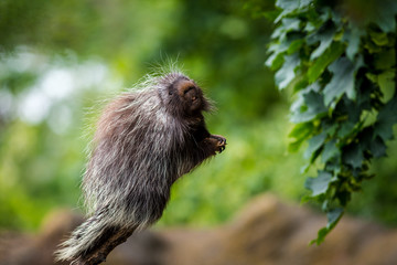 north american porcupine