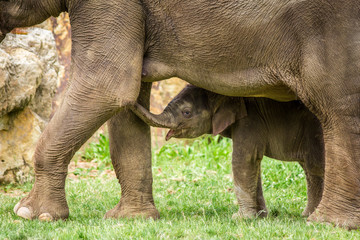 Fototapeta premium baby elephant in the park with mum