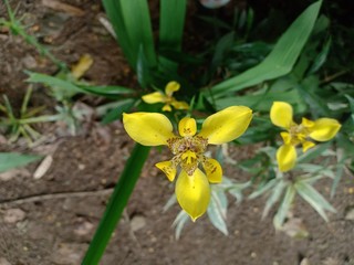 yellow flowers in the flower garden